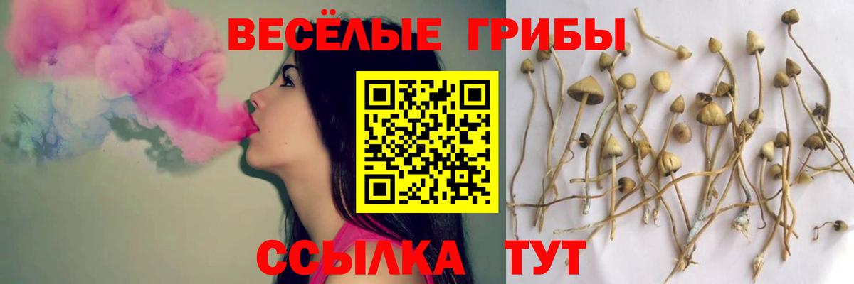Псилоцибиновые грибы Psilocybe  Вход с VPN  Можга 